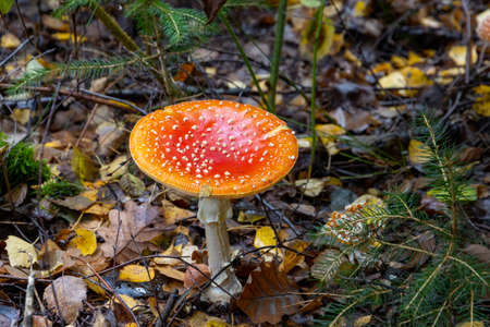 The red poisonous mushroom boletus in the forestの写真素材