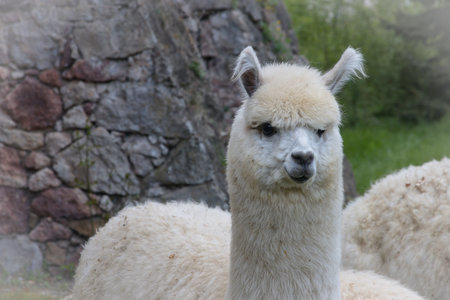 Alpaca in an animal farmの写真素材