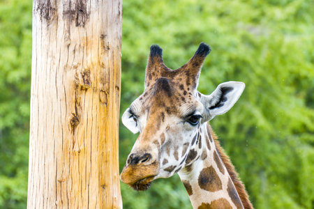 A giraffe from Africaの写真素材