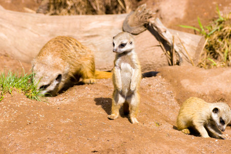 Meercats in the fieldの写真素材