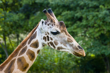 Giraffes in the nature for tourism photosの写真素材