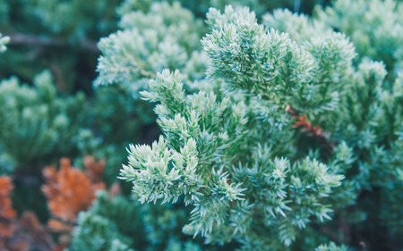 Tiny Leavesの写真素材