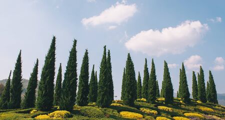 Pointy Pinesの写真素材