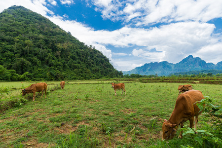 Vang Vieng,Laos,View,Cowの写真素材