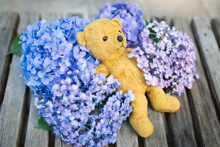 Hydrangea flowers and teddy bear
