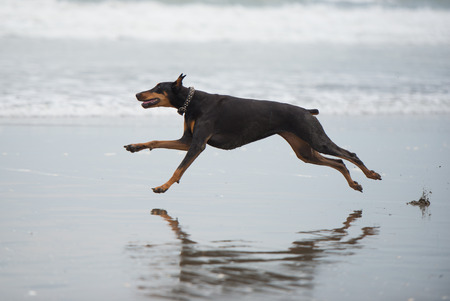beautiful  doberman playing at the beachの写真素材
