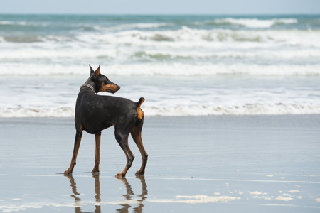 Doberman playing at the seasideの写真素材