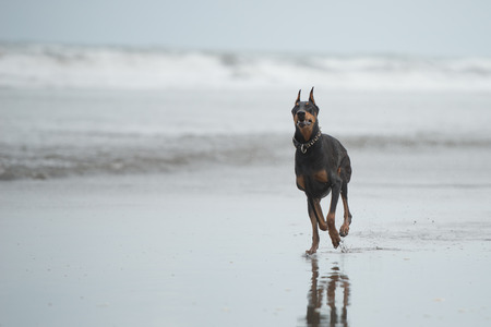 Doberman playing at the seasideの写真素材