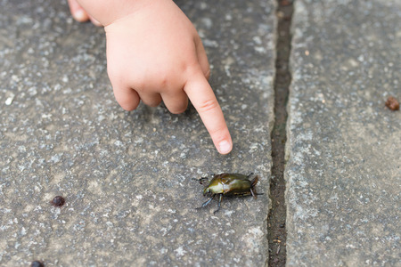 Little girl pointing a beetleの写真素材