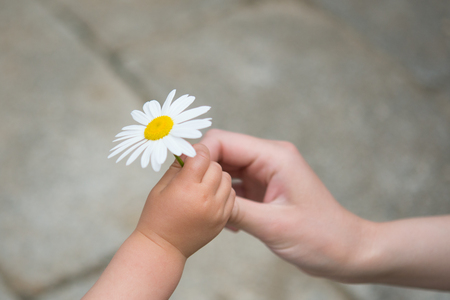 Little baby giving white flower to motherの写真素材