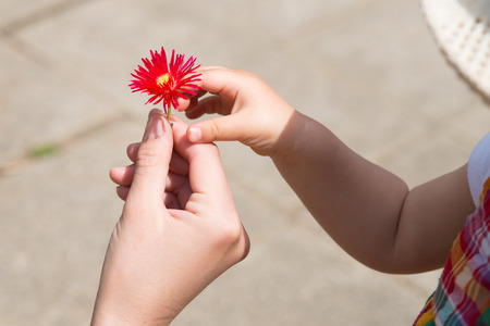 Hand to pass the daisiesの写真素材