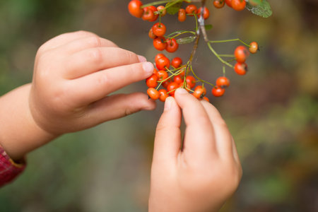 Close up of hawthorn berries and little child's hands
