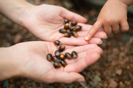 Parent and child play with acornsの写真素材