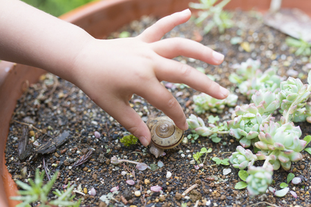 Little girl trying to catch a snailの写真素材