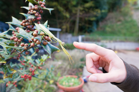 Pointing a big mantis