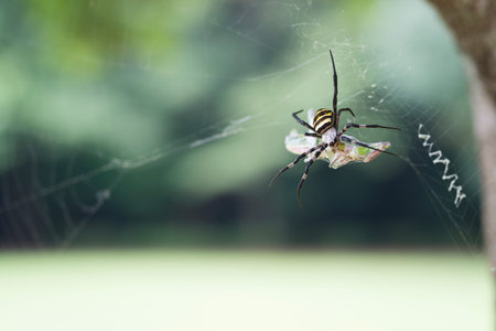 Big spider preying a grasshopper