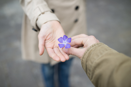 Close up of hands giving a pretty purple flowerの写真素材