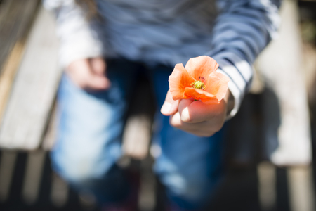 Little girl handing poppies flowersの写真素材