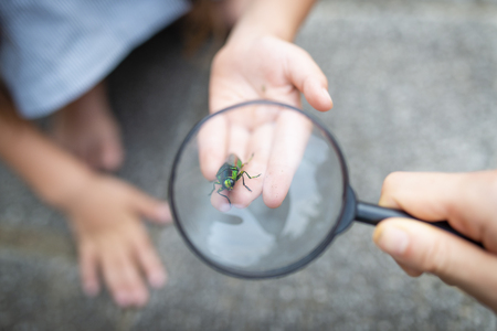 looking at  a jewel bug with  magnifying glassの写真素材