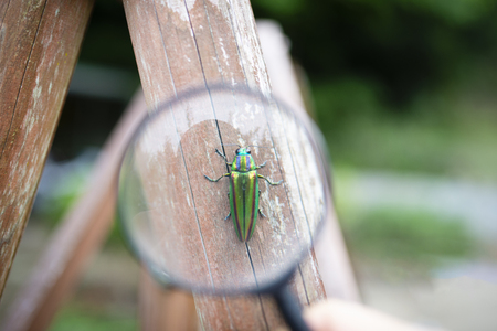 Jewel bug under the magnifying glassの写真素材