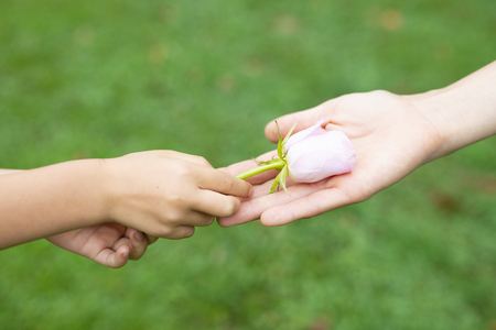 Close up of hands, little kid giving a flower to motherの写真素材