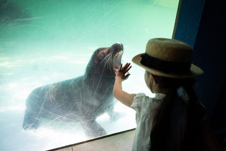 A girl looking at a sealの写真素材