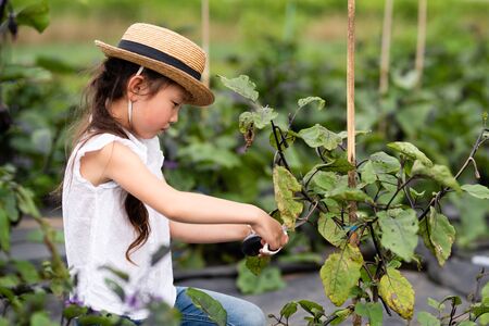 Girl harvesting eggplantの写真素材