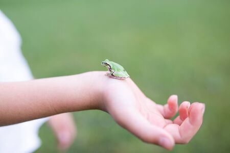 Frog on the child's handの写真素材