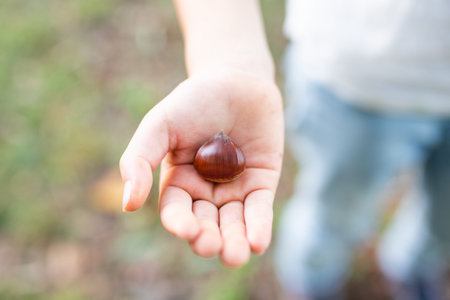 Child's Hand Holding Chestnut