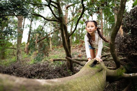 Girl climbing a tree in the forestの写真素材