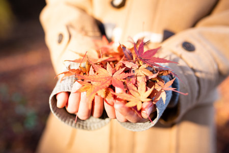 Child's Hand Holding a Lot of Maple Leaves