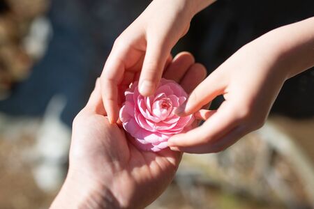 Hand of parent and child handing pink flowerの写真素材
