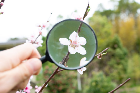 Looking at the peach blossom with a magnifying glass