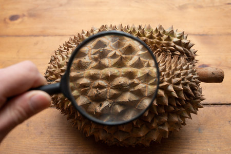 Enlarge durian's thorns with a magnifying glass