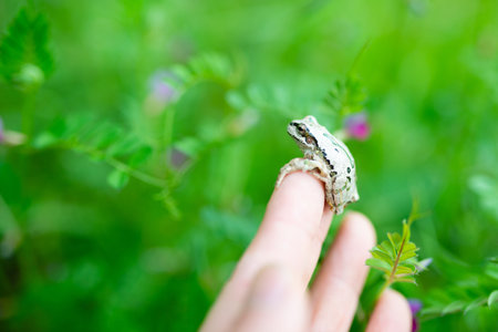 Frog on the child's hand