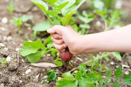 The hand of a child to harvest a radishの写真素材