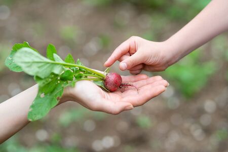 Parent and child hands handing a radishの写真素材