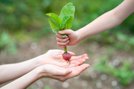 Parent and child hands handing a radishの写真素材