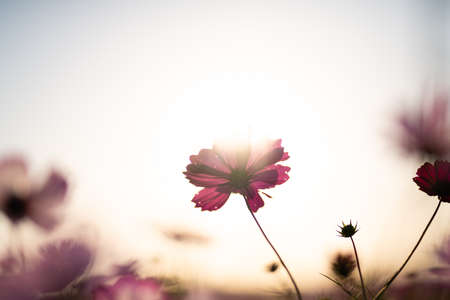 Cosmos and sunset seen from belowの写真素材