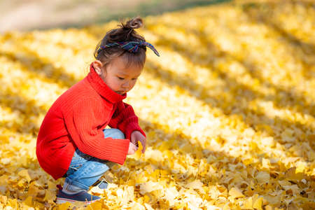 Happy Toddler Girl Plays With Fallen Leavesの写真素材