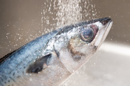 Wash the mackerel with running waterの写真素材
