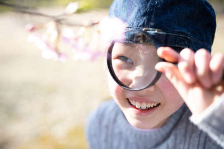 A child looking at cherry blossoms with a magnifying glassの写真素材