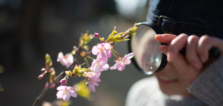 A child looking at cherry blossoms with a magnifying glassの写真素材
