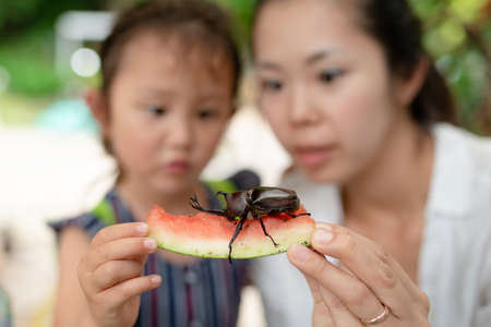 Mother and daughter observing beetleの写真素材