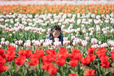 Girl sniffing the scent of tulipsの写真素材