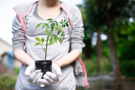 Woman planting tomato seedlings in a garden field