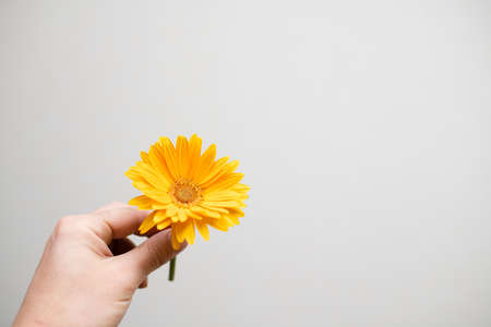 Hands holding flowerの写真素材