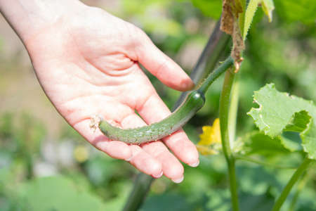 Hands touching a small cucumber that has just grownの写真素材