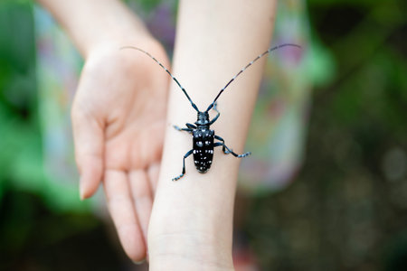 Longhorn beetle climbing a child's armの写真素材