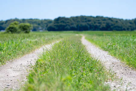 Japanese summer rice field roadの写真素材